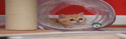 Scottish Fold cats for sale: Scottish fold and straight girls - Advert 10
