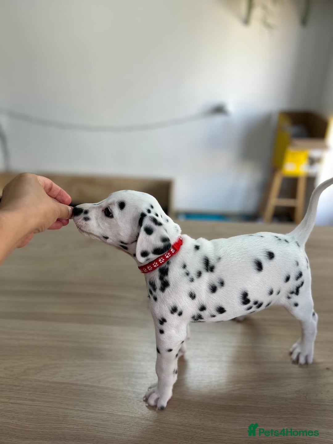 Dalmatian dogs for sale: 7 Dalmatian puppies available  - Image 7