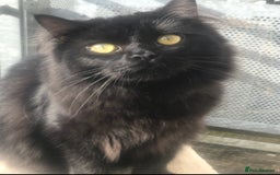 Ragdoll cats for sale: Sensitive Ragdoll Cross Needs a Forever Family - Image 2