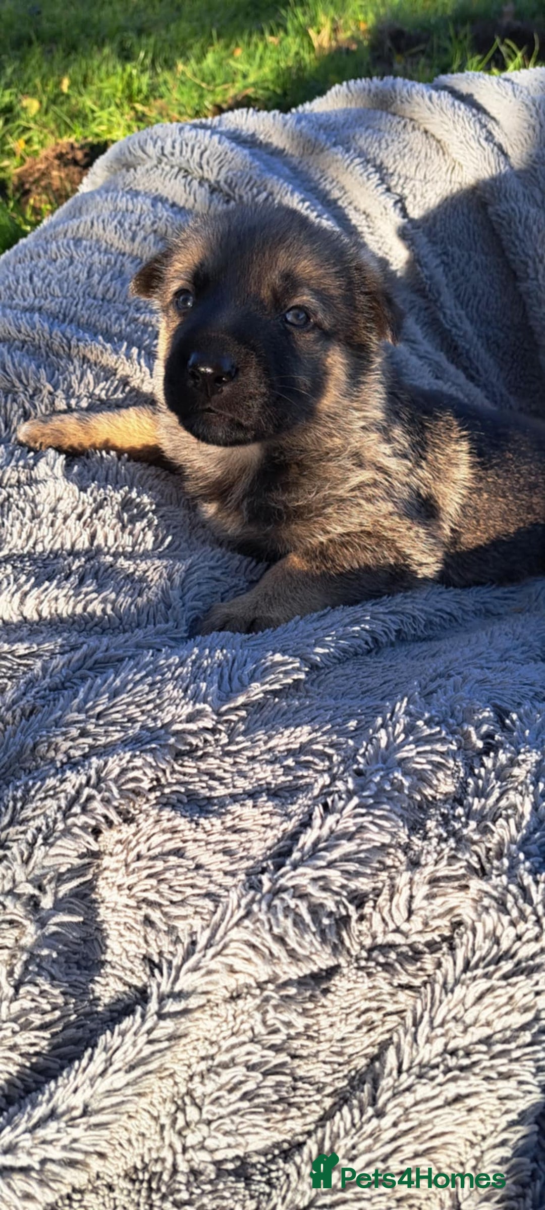 German Shepherd dogs for sale: German Shepherd poppers - Image 7