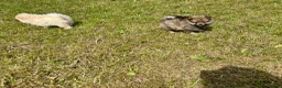 Pomeranian dogs for sale: Beautiful pups looking for forever homes - Advert 10