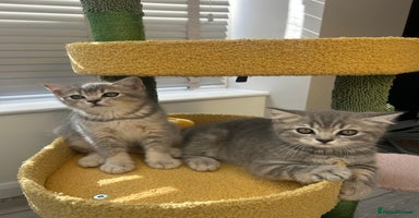 Scottish Fold cats - Advert 3