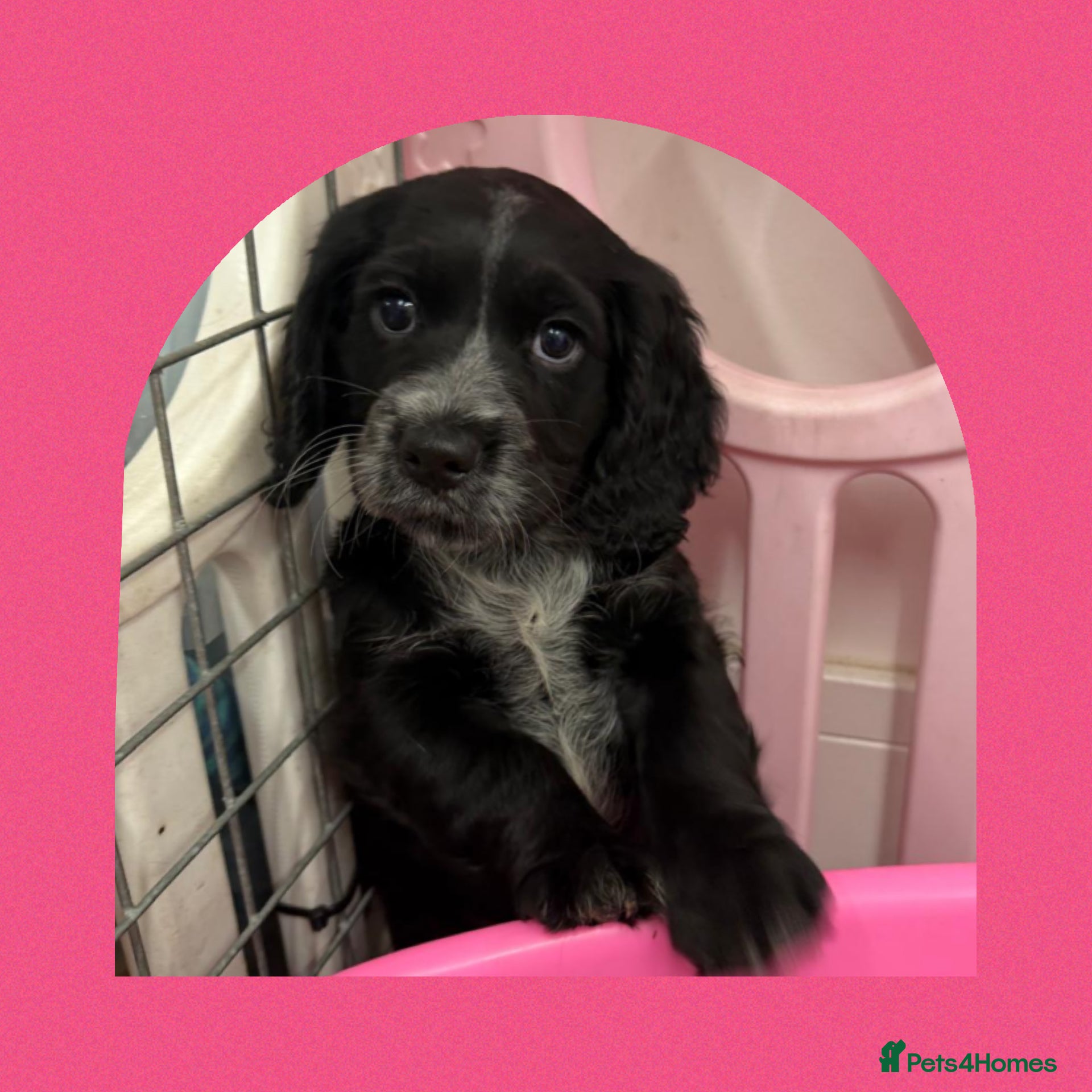 Cocker Spaniel dogs 🩷 Cocker Spaniel working  - Advert 2