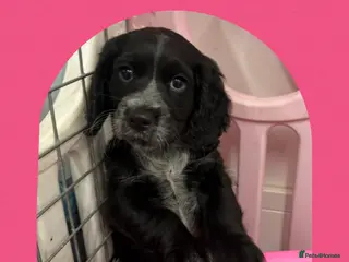 Cocker Spaniel dogs 🩷 Cocker Spaniel working - Advert 2