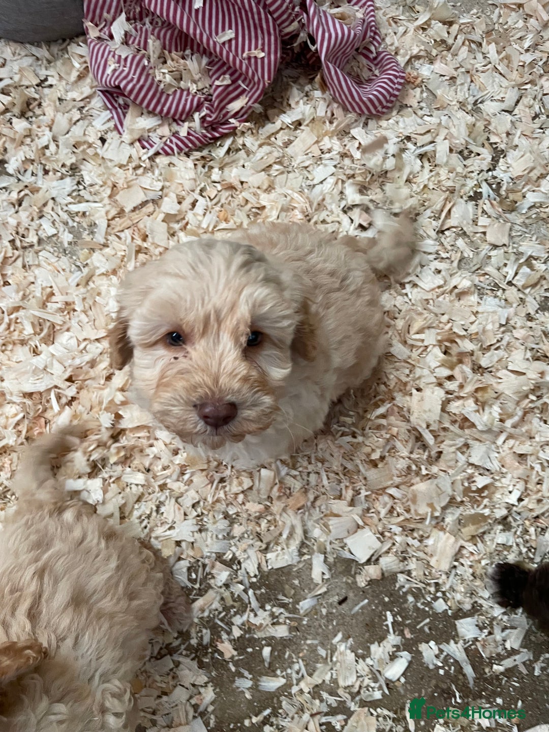 Cockapoo dogs for sale: 3 gorgeous boys ready for their homes    - Advert 6