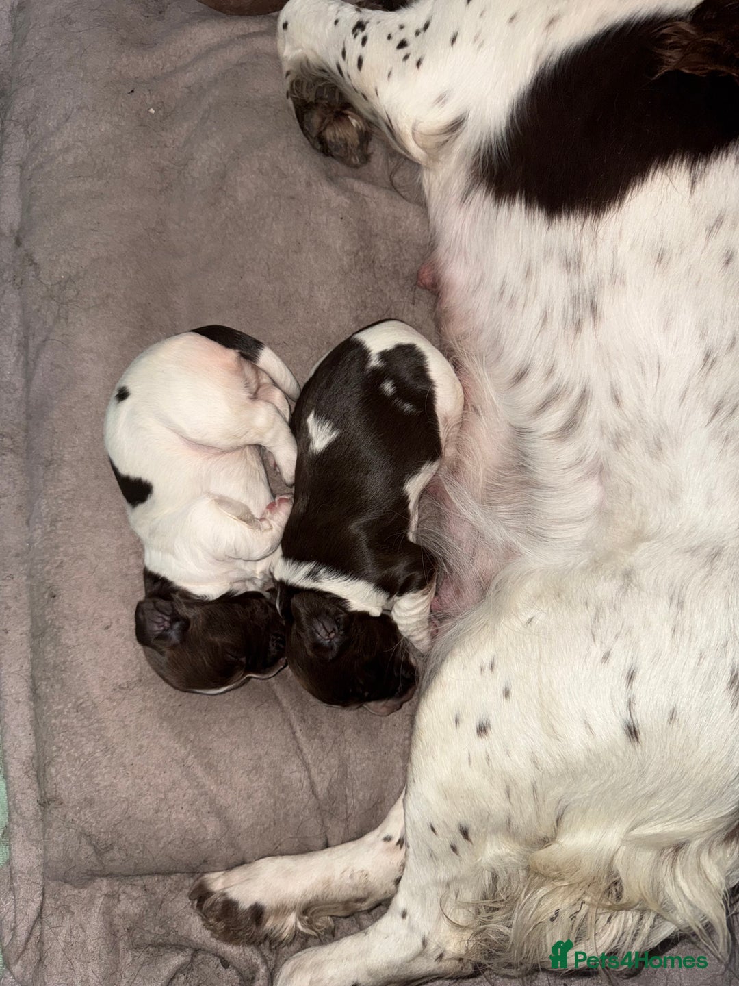 English Springer Spaniel dogs for sale: English Springer Spaniel Puppies - Advert 10