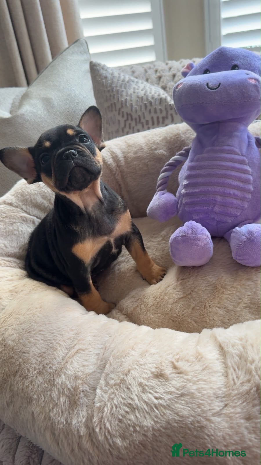French Bulldog dogs Beautiful French Bulldog Puppies - Advert 1