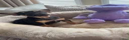 French Bulldog dogs for sale:  French Bulldog Puppies – Last Girls Available. - Advert 1