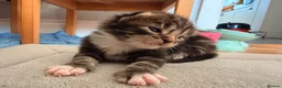 Maine Coon cats for sale: Maine Coon mixed kittens  - Advert 23