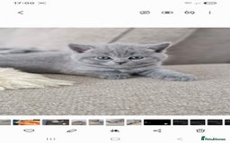 British Shorthair cats for sale: Pure BSH kittens GCCF Last Boy Left £700 - Image 16