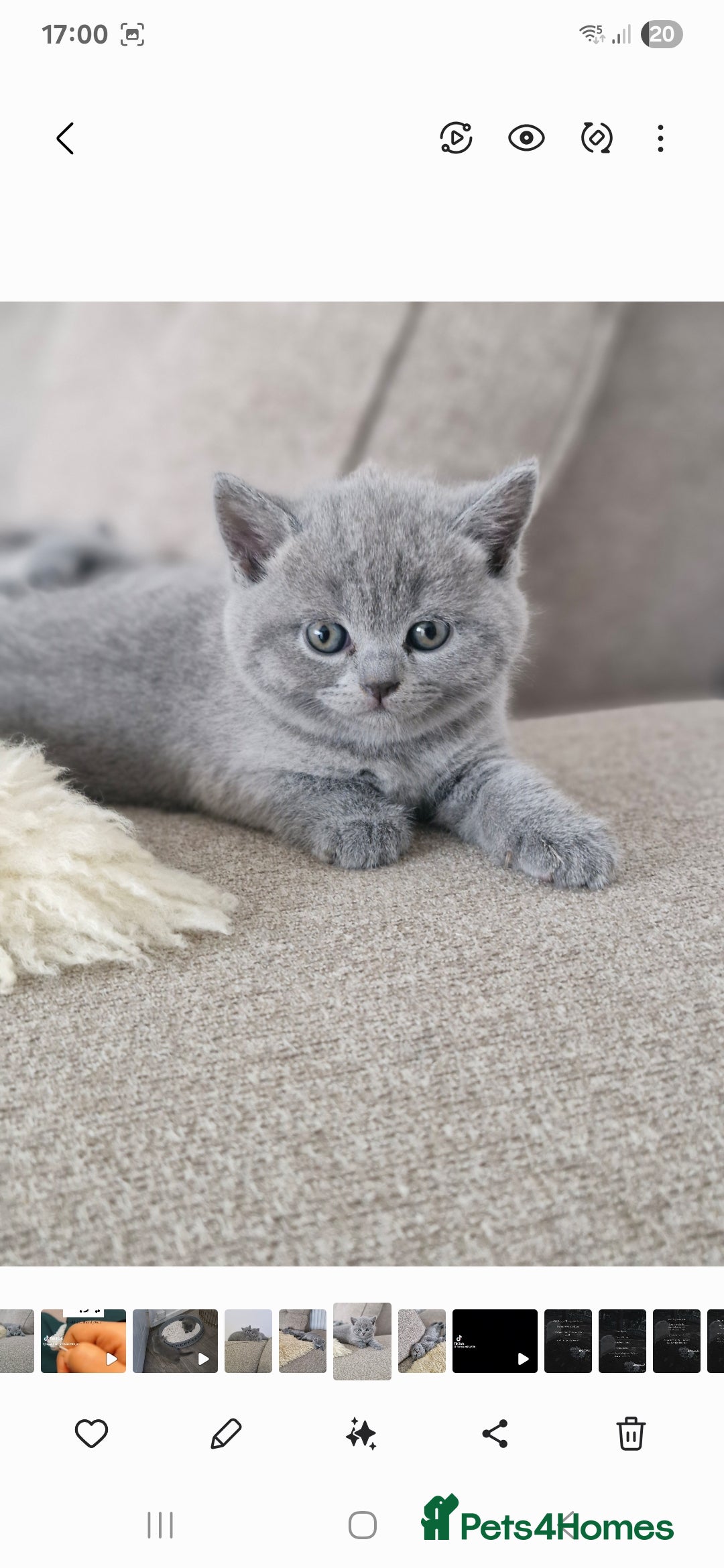 British Shorthair cats for sale: Pure BSH kittens GCCF Last Boy Left £700 - Image 16