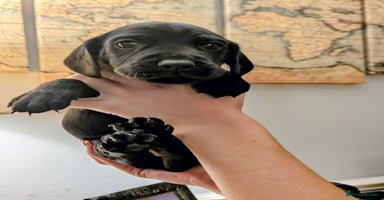 Mixed Breed dogs - Advert 8