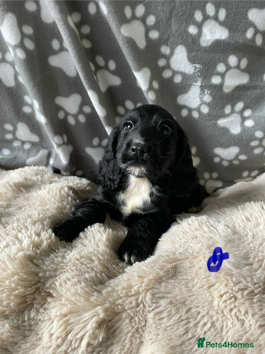 Cocker Spaniel dogs for sale: Working cocker spaniels  - Advert 5