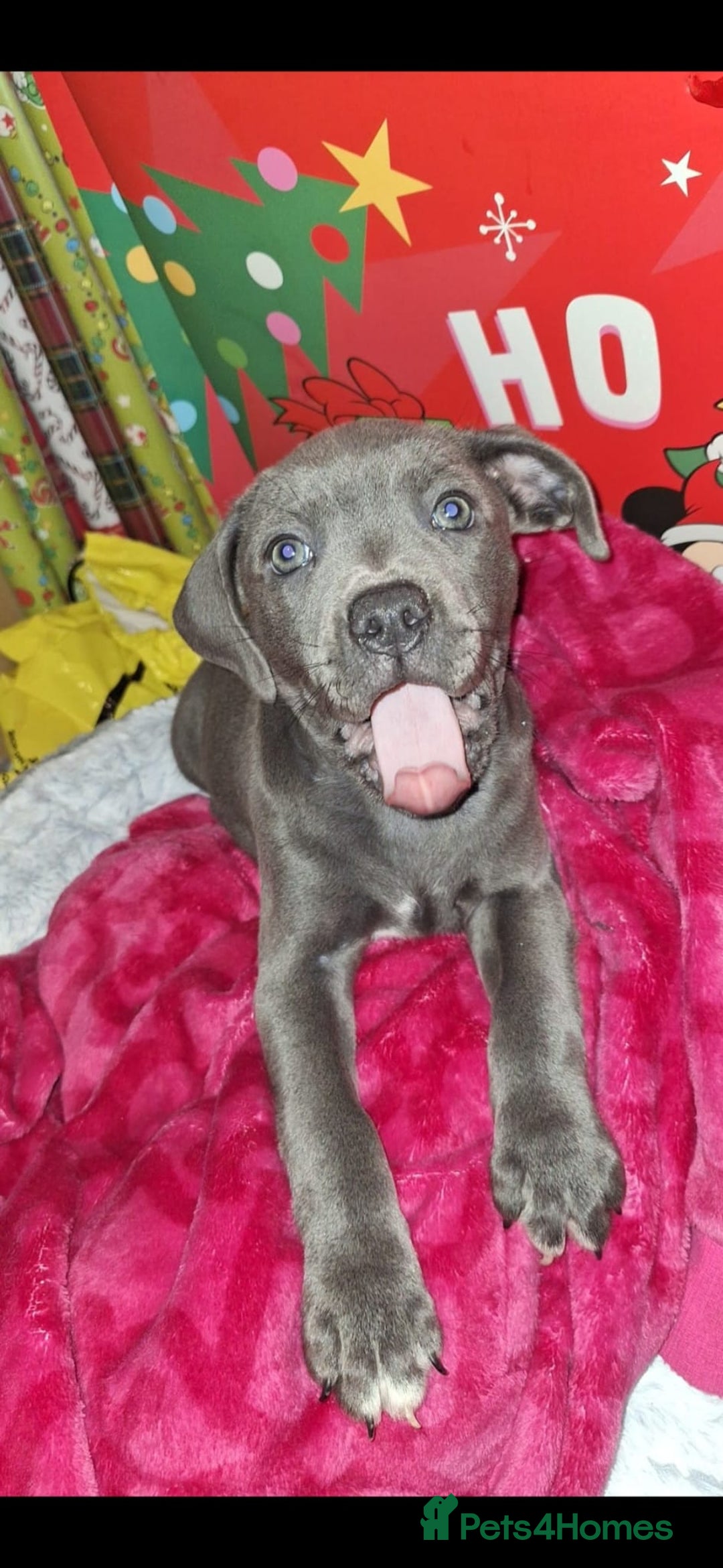 Staffordshire Bull Terrier dogs for stud: **FOR STUD** KC REGISTERED BLUE STAFF BULL TERRIOR - Advert 13