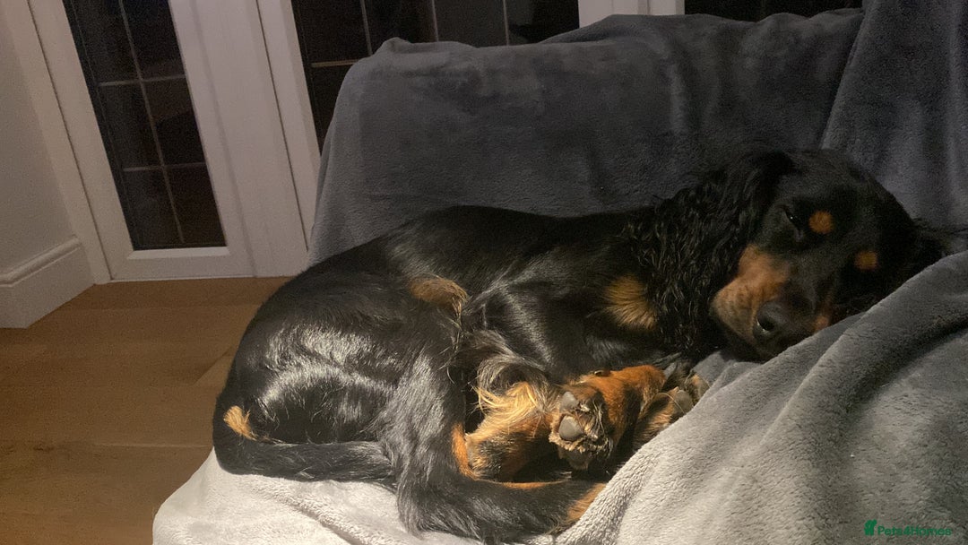 Cocker Spaniel dogs for sale: Beautiful 2 old male cocker spaniel  - Advert 5