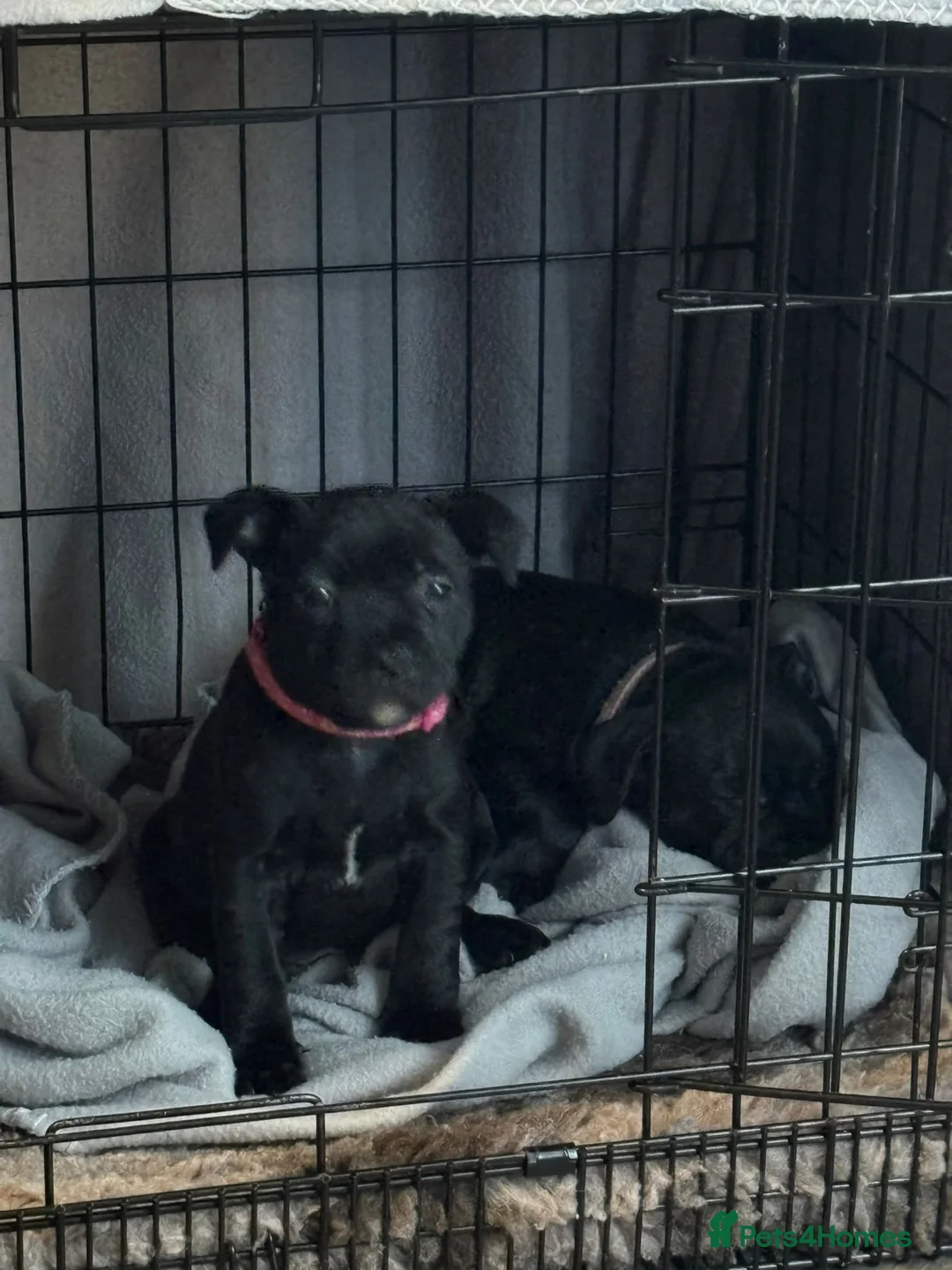 Staffordshire Bull Terrier dogs for sale: Staffordshire bullterrier (LAST 1 ) ready to go - Advert 21