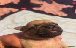 Pug dogs for sale: Pug Puppies  - Image 17