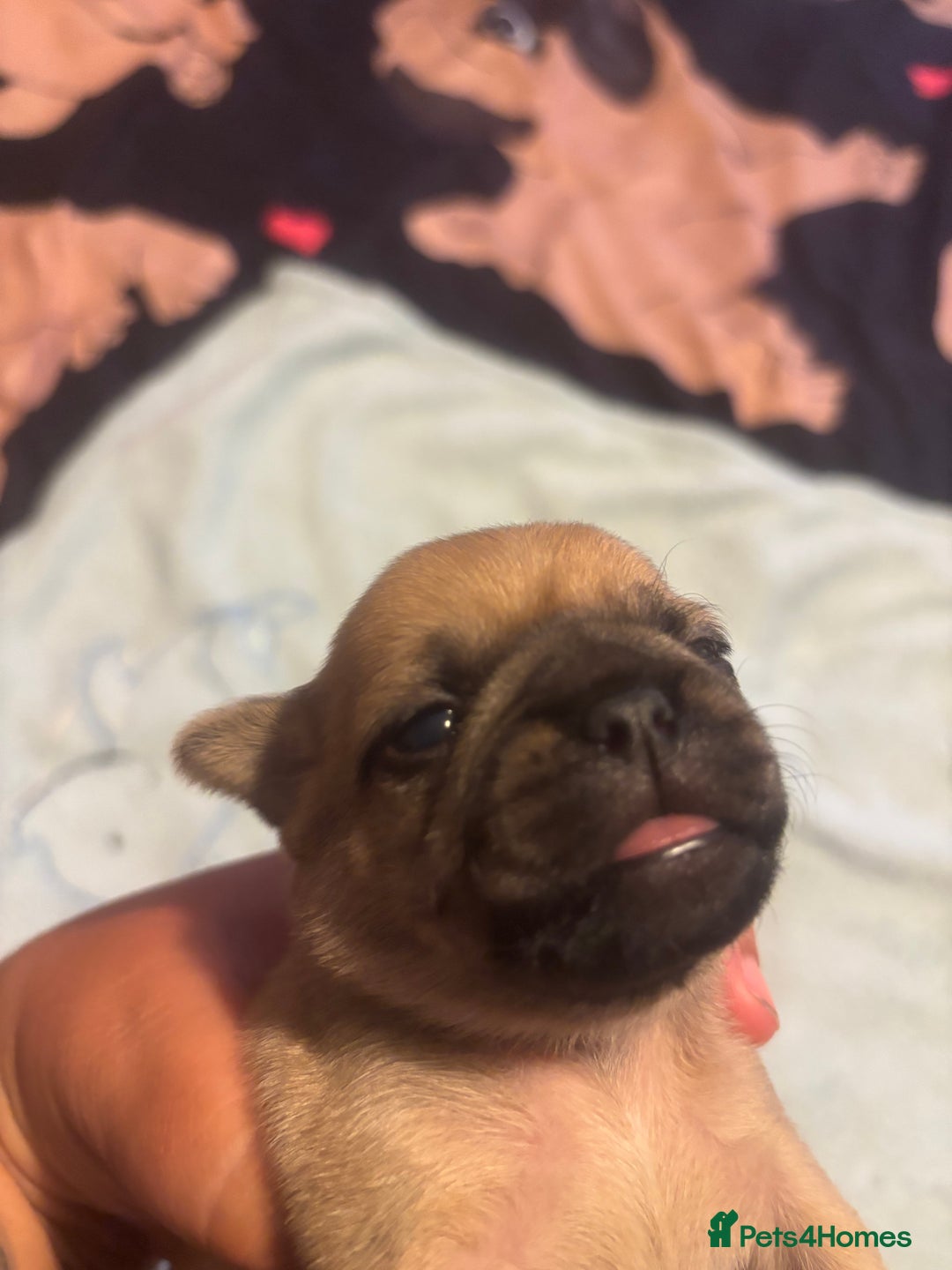 Pug dogs for sale: Pug Puppies  - Image 17