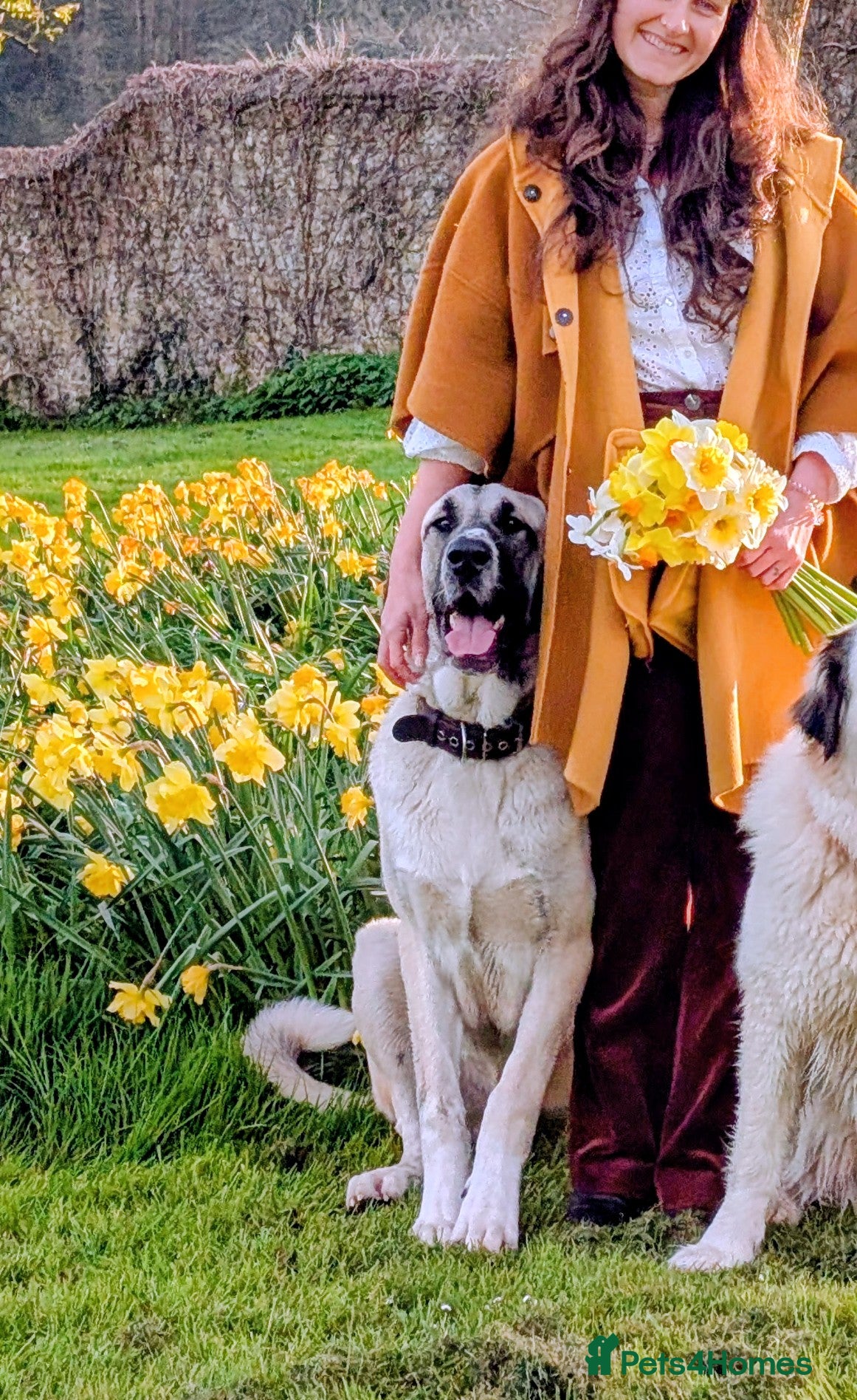 Mixed Breed dogs Guardian dog - Advert 1