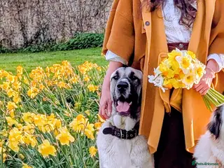 Mixed Breed dogs Guardian dog - Advert 1