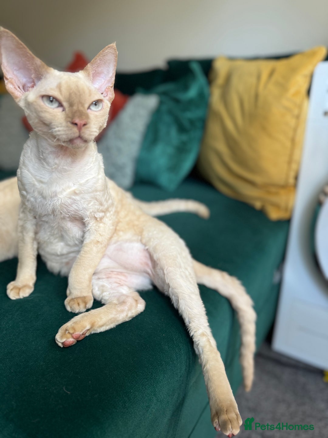 Devon Rex cats for sale: 1 Boy Left ♥️ - Image 7