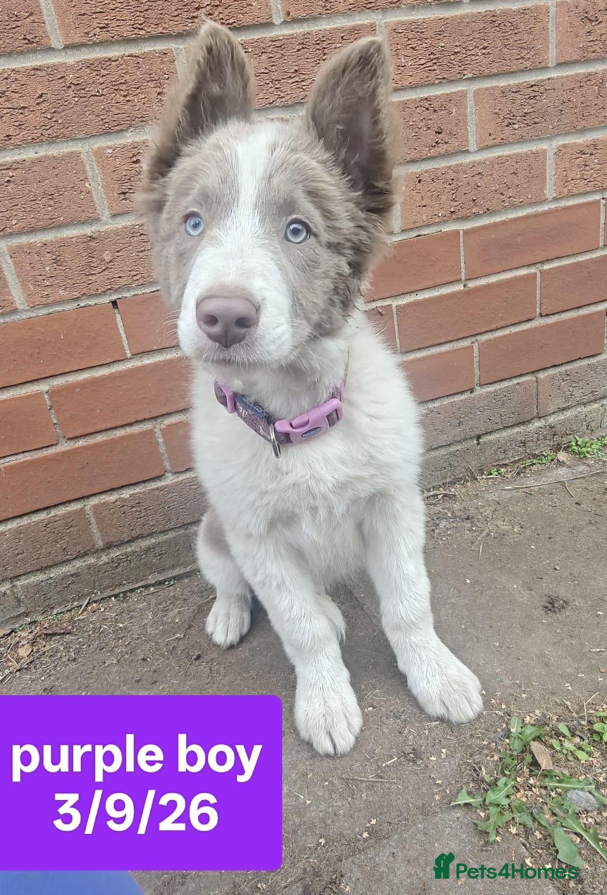 Border Collie dogs KC registered Border collie pups for sale - Advert 2