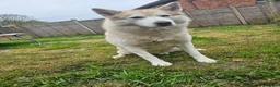 Siberian Husky dogs for stud: 1 husky males for stud - Advert 3