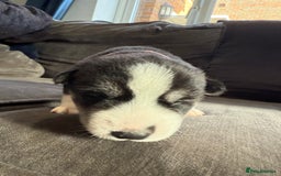 Siberian Husky dogs for sale: Husky puppies for sale - Image 13