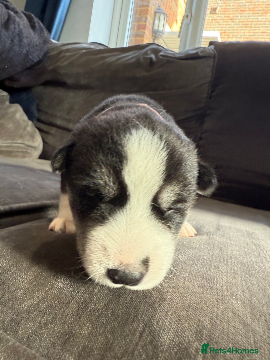 Siberian Husky dogs for sale: Husky puppies for sale - Image 13