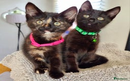 Mixed Breed cats for sale: Norwegian x pixiebob kittens mix available  - Image 11