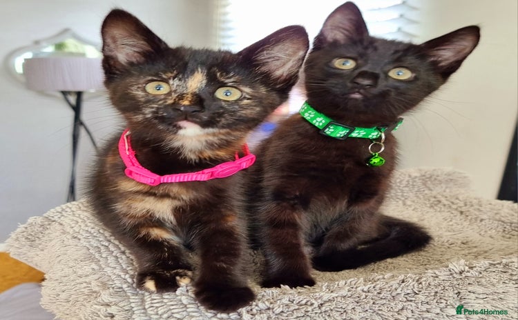 Mixed Breed cats - Advert 3