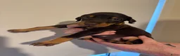 Dobermann dogs for sale: Kc reg health tested Doberman’s price dropped - Advert 12