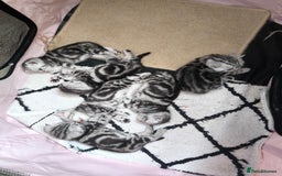 Scottish Fold cats for sale: Silver Tabby Scottish Fold Kittens: Rare&Stunning - Image 3