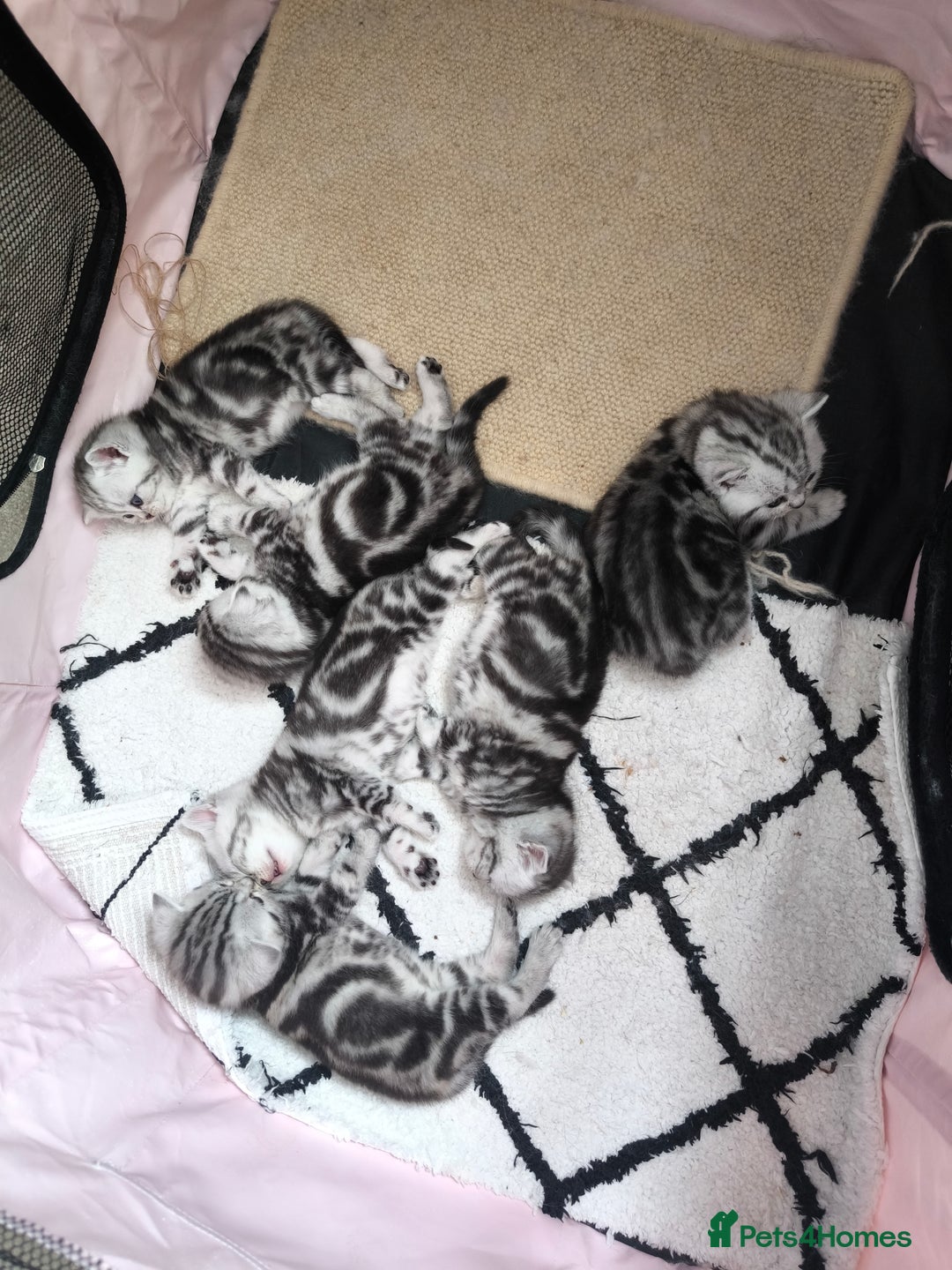 Scottish Fold cats for sale: Silver Tabby Scottish Fold Kittens: Rare&Stunning - Image 3