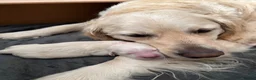 Golden Retriever dogs for sale: Golden Retriever Puppies — Ready from 3rd August - Advert 19