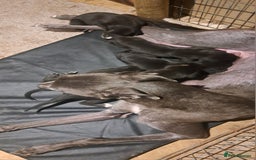Greyhound dogs for sale: Irish Greyound Puppies  - Image 22
