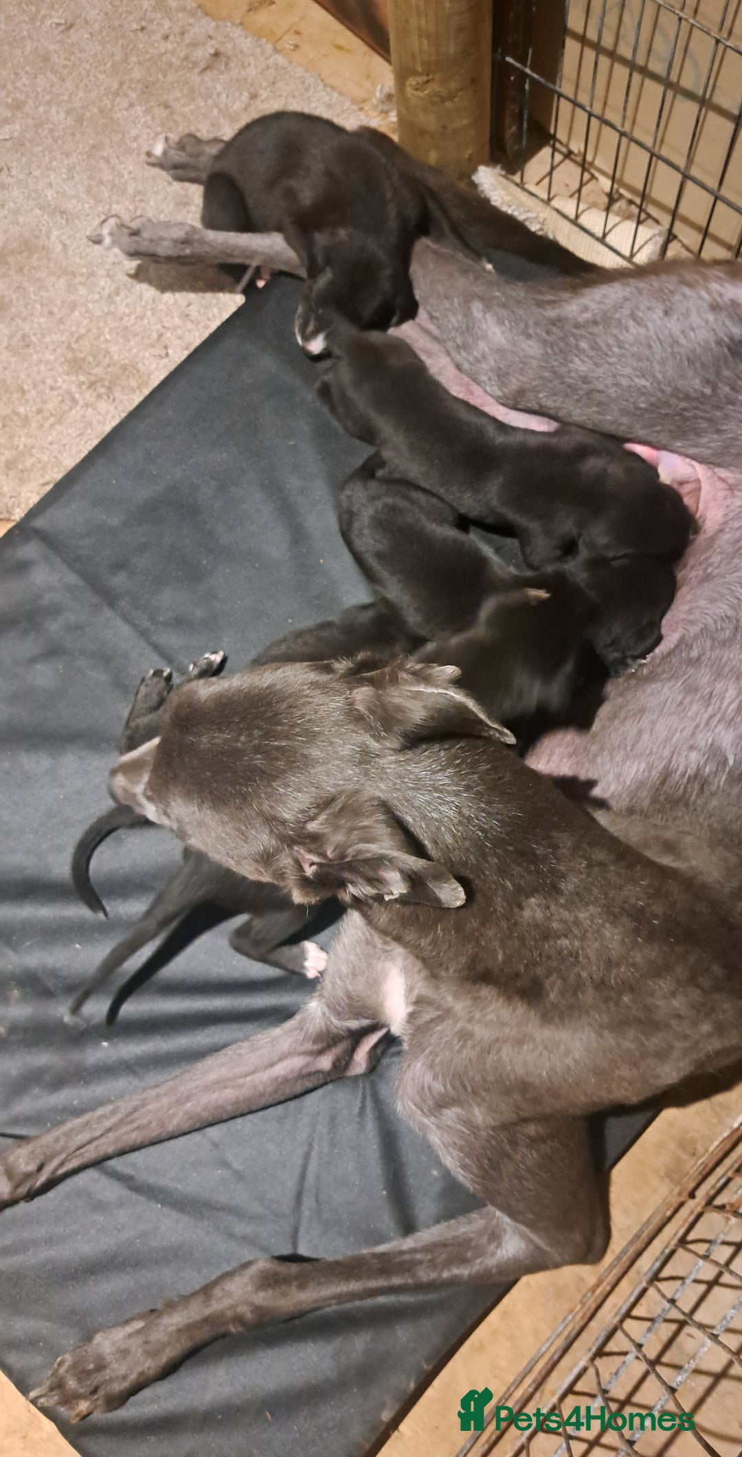 Greyhound dogs for sale: Irish Greyound Puppies  - Image 22