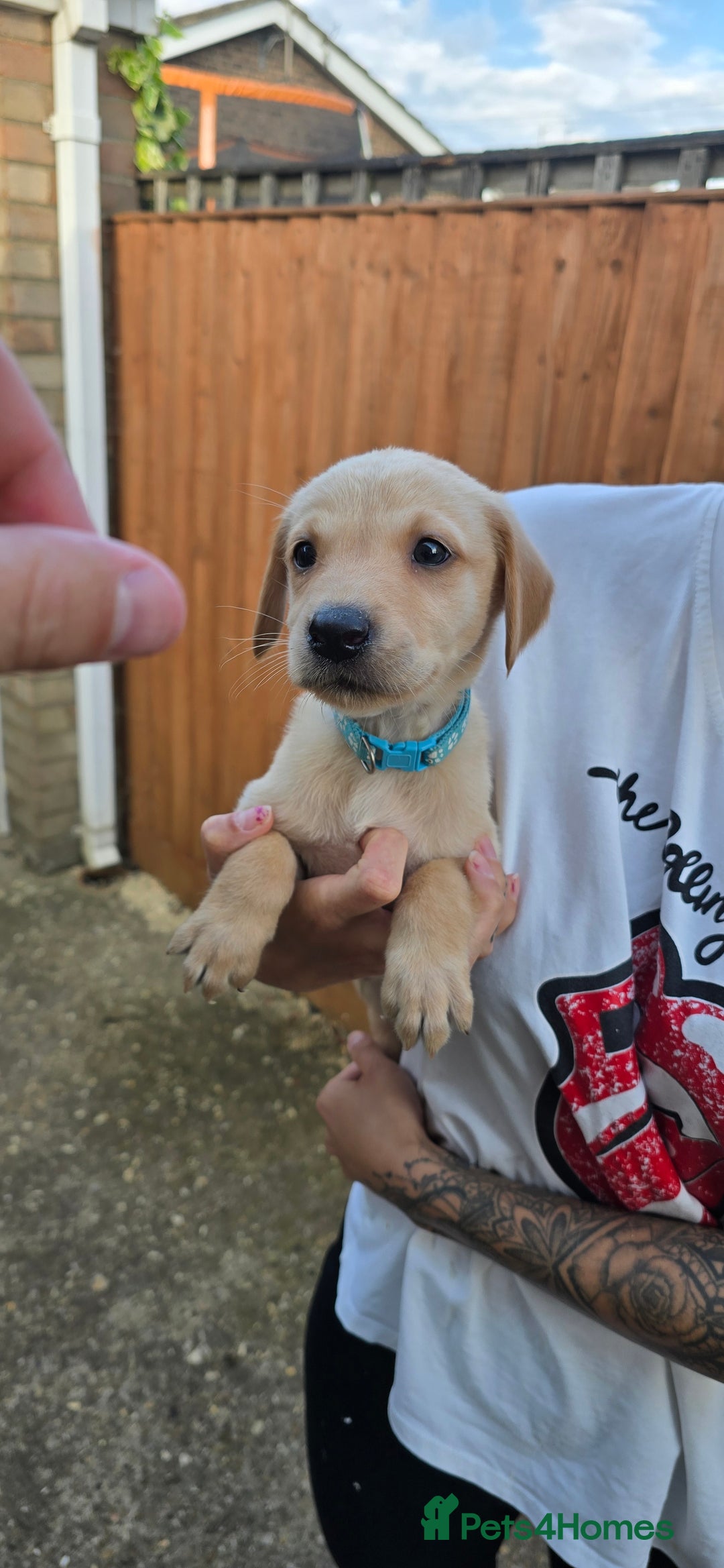Labrador Retriever dogs for sale: Beautiful Labrador Retriever puppies for sale - Image 7