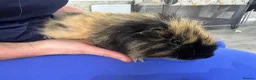 Guinea Pig rodents for sale: Guinea Pigs  - Advert 28