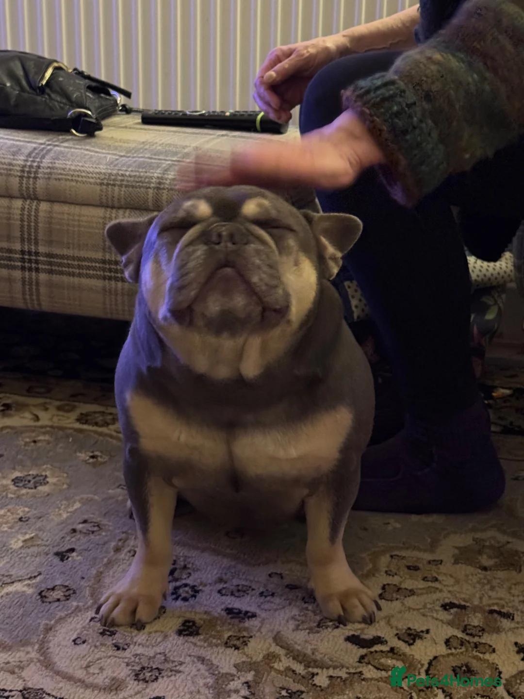 French Bulldog dogs for sale: In need of a loving home  - Advert 2