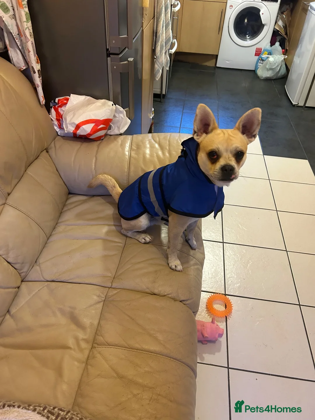 Chihuahua dogs for sale: Jacky in Bedford - Advert 2