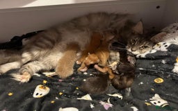 Maine Coon cats for sale: Active TICA Breeding Queen Maine Coon - Image 9