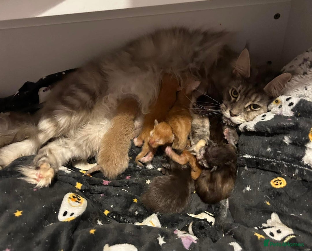 Maine Coon cats for sale: Active TICA Breeding Queen Maine Coon - Image 9