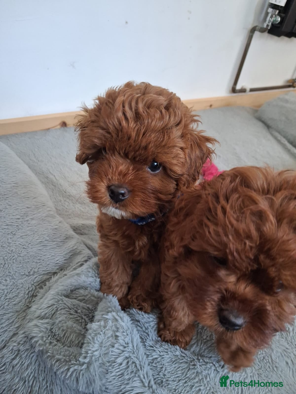 Cavapoo dogs Toy flb cavapoos x2 girls available  - Advert 2