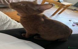 Bengal cats for sale: Female bengal - Image 4