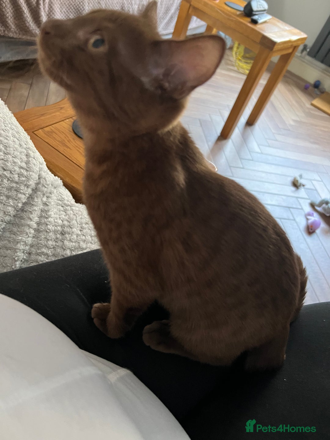 Bengal cats for sale: Female bengal - Image 4