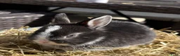 Netherland Dwarf rabbits for sale: Netherland dwarf Babies  - Advert 7