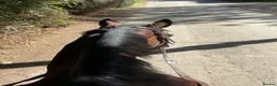 English Thoroughbred horses for sale: A real confidence giver  - Advert 7