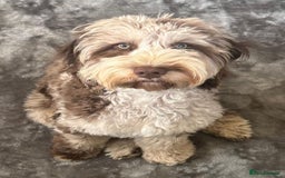 Cockapoo dogs for stud: F1 chocolate merle cockapoo - Image 3