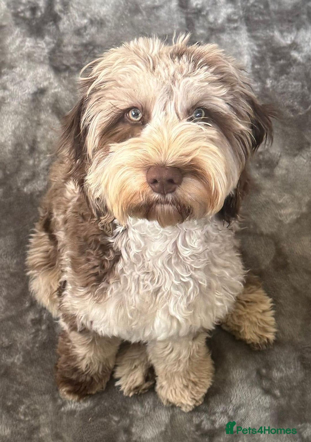 Cockapoo dogs for stud: F1 chocolate merle cockapoo - Image 3